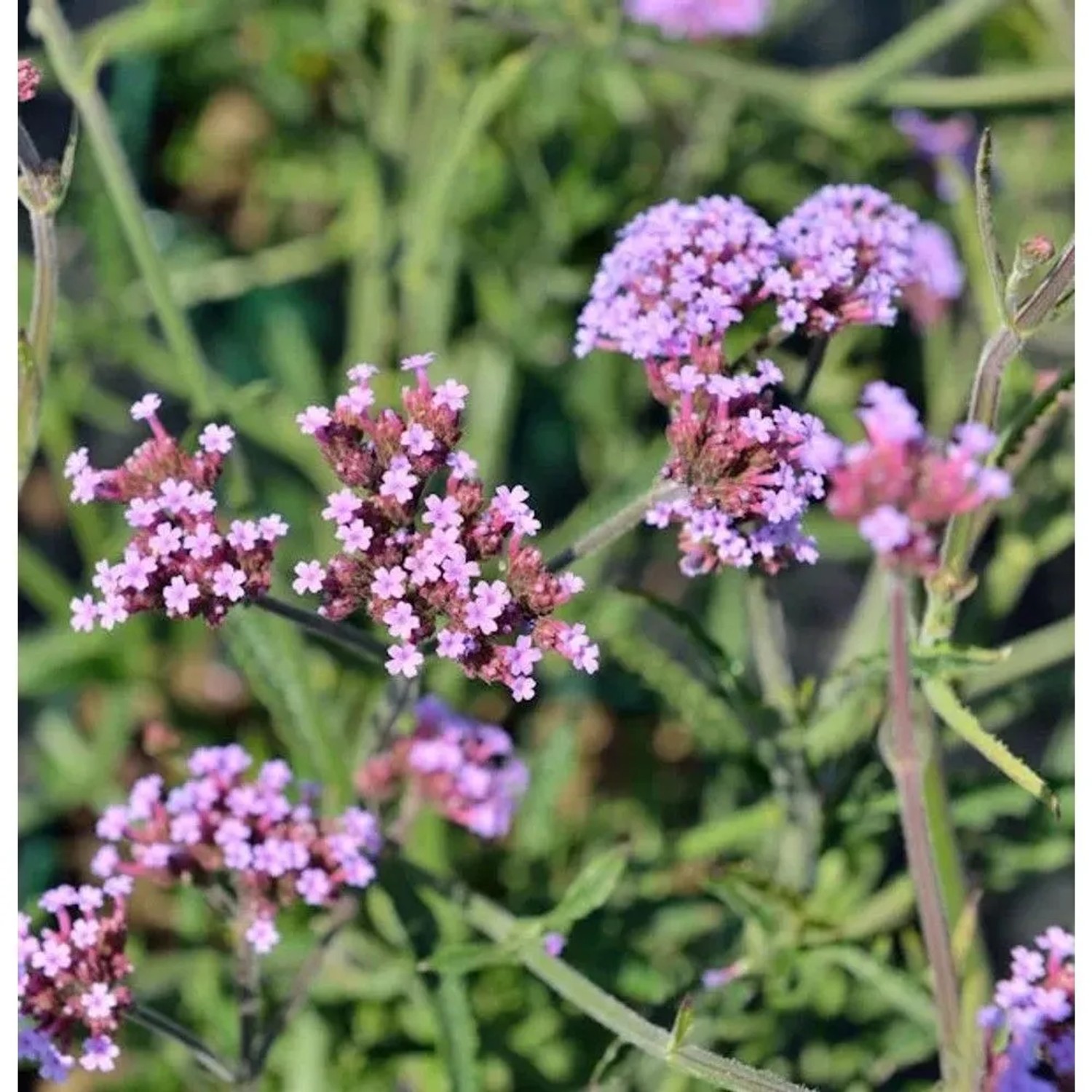Nahaufnahme der lila Blütenstände einer Eisenkraut Lollipop (Verbena bonariensis) Staude.