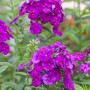Leuchtend lila Flammenblume 'The King' (Phlox paniculata) im Topf.