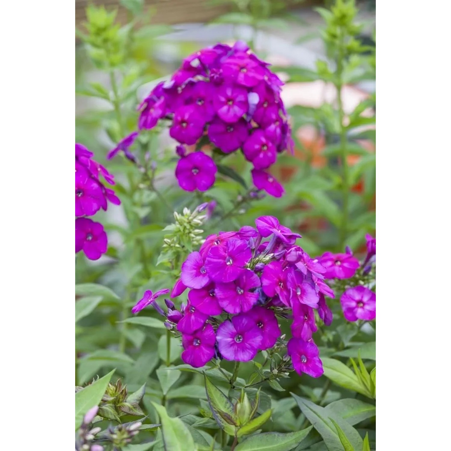 Leuchtend lila Flammenblume 'The King' (Phlox paniculata) im Topf.