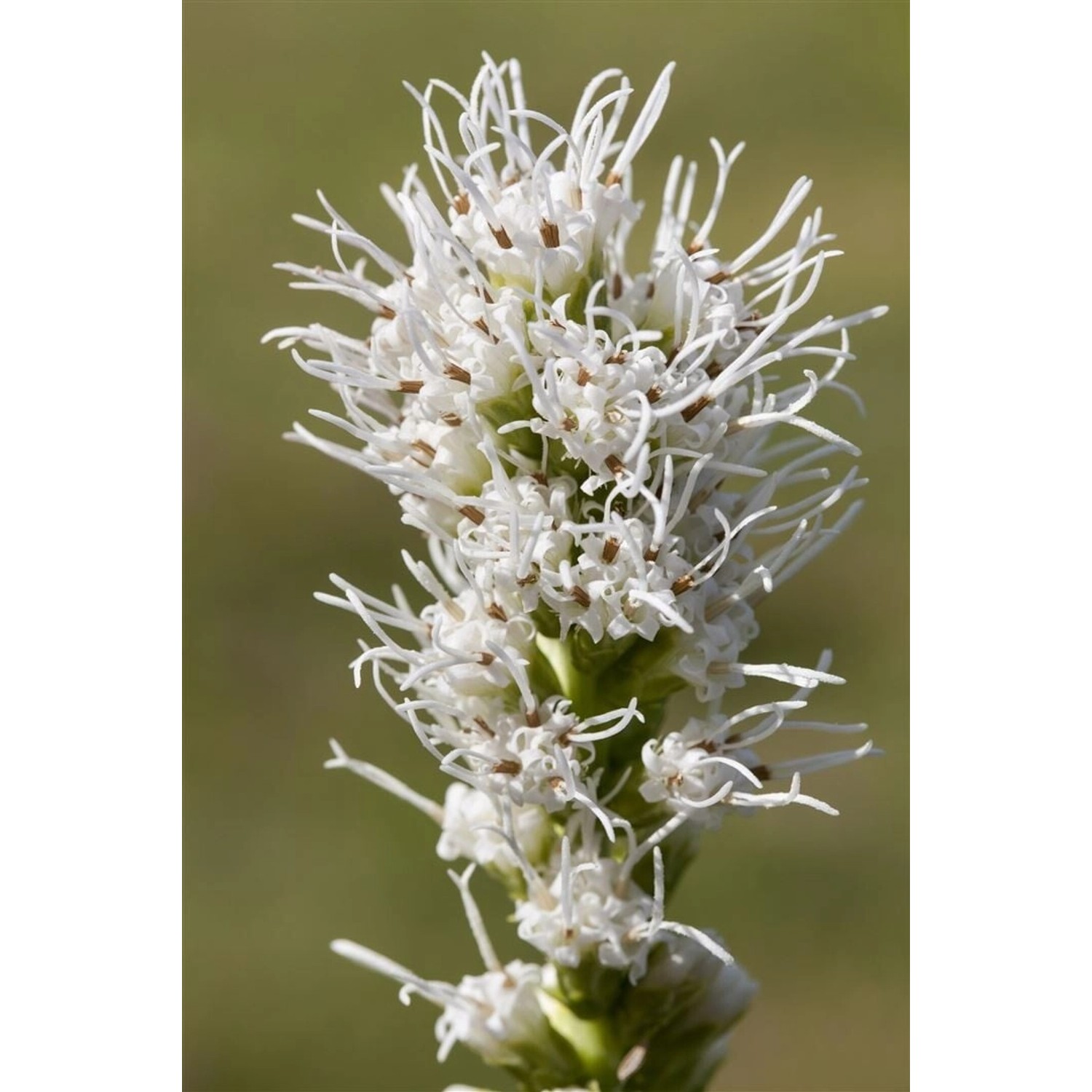 Liatris Spicata Alba Prachtscharte Ca. 9x9 cm Topf günstig online kaufen