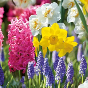 Mehrfarbige GROW by OBI Duftend-Kollektion mit Hyazinthen, Narzissen und Traubenhyazinthen.