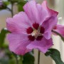 Nahaufnahme einer rosa Hibiscus Syriacus Blüte mit rotem Zentrum. Garteneibisch im 9x9 cm Topf.
