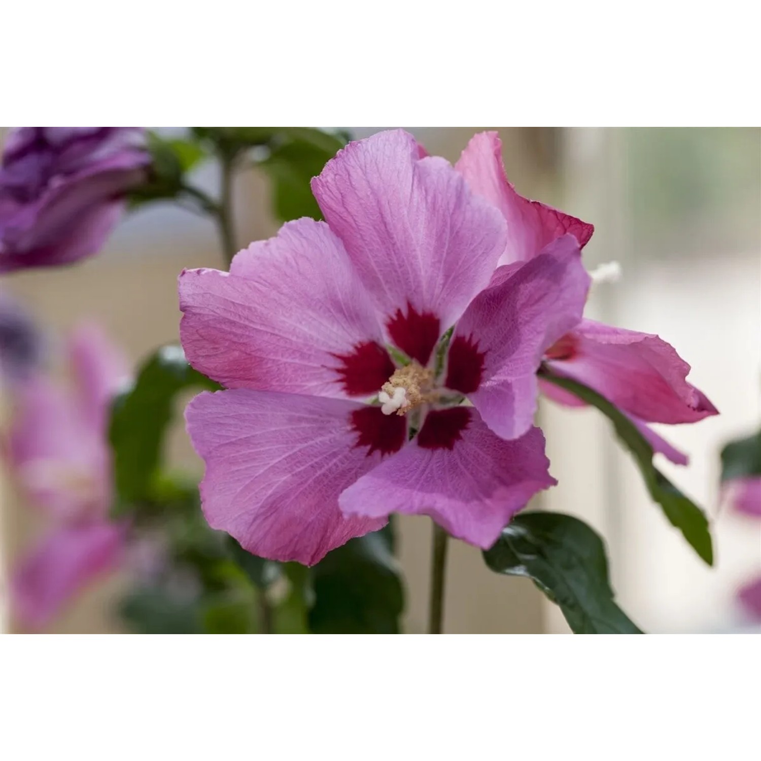 Nahaufnahme einer rosa Hibiscus Syriacus Blüte mit rotem Zentrum. Garteneibisch im 9x9 cm Topf.