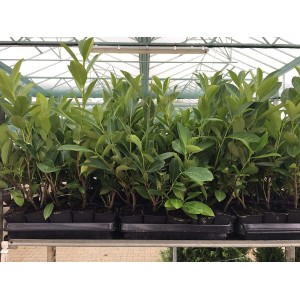 Kirschlorbeer 'Novita' im 9x9 cm Topf, 30-40 cm hoch. Ideal als Heckenpflanze.