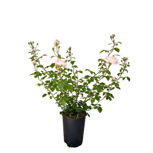 Baumfink Kletterrose New Dawn im Topf mit zartrosa Blüten und grünen Blättern.