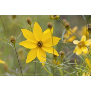 Leuchtend gelbes Mädchenauge (Coreopsis Grandiflora) im 9x9 cm Topf. Sommerblühende Staude für sonnige Standorte.
