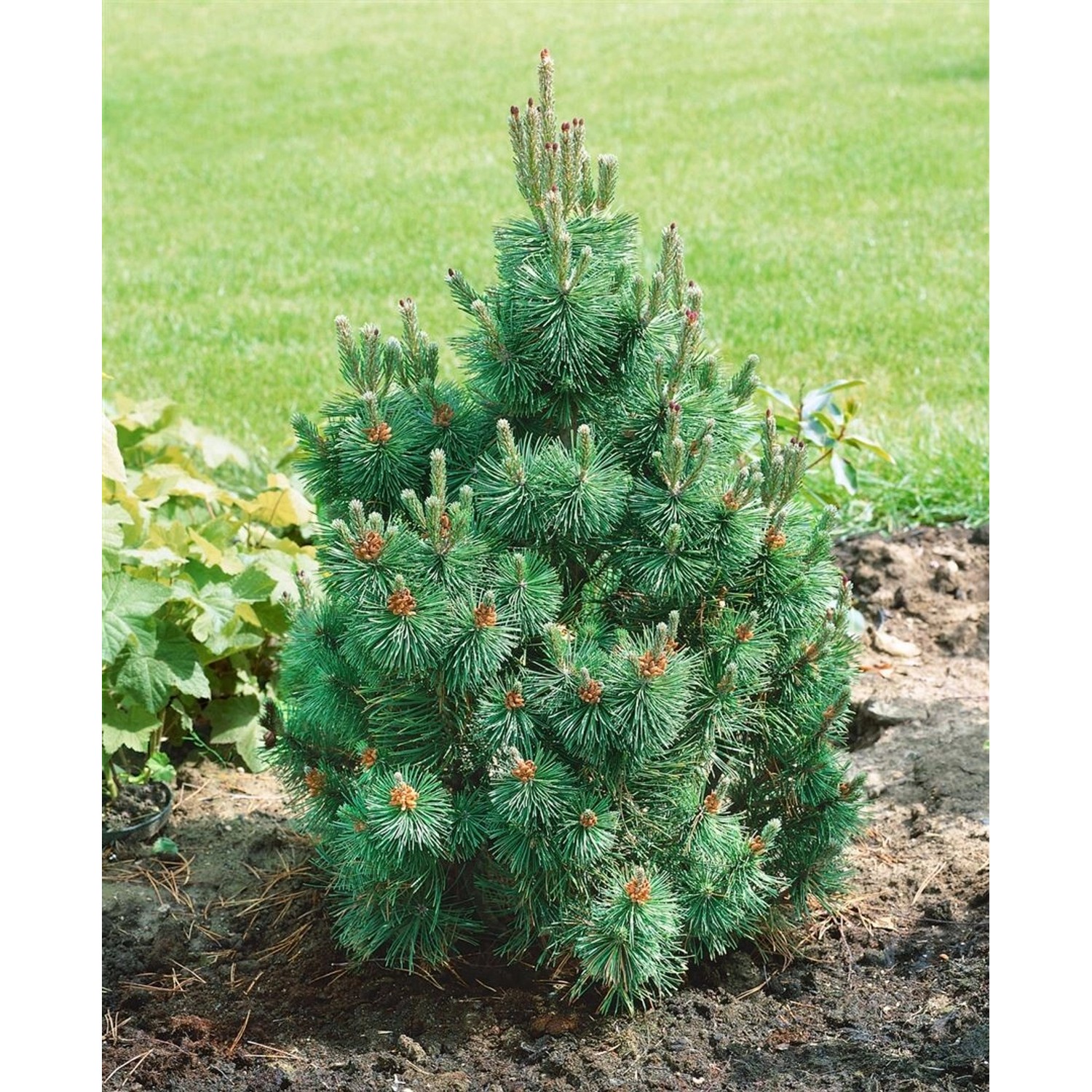 Pinus Mugo Columnaris Bergkiefer Kompakt 100–125 cm günstig online kaufen