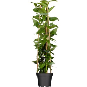 Geißblatt Lonicera henryi im Topf, grüne Kletterpflanze mit Rankhilfe.