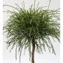 Hochstamm Faden Lebensbaum Whipcord 40-60cm - Thuja plicata_2