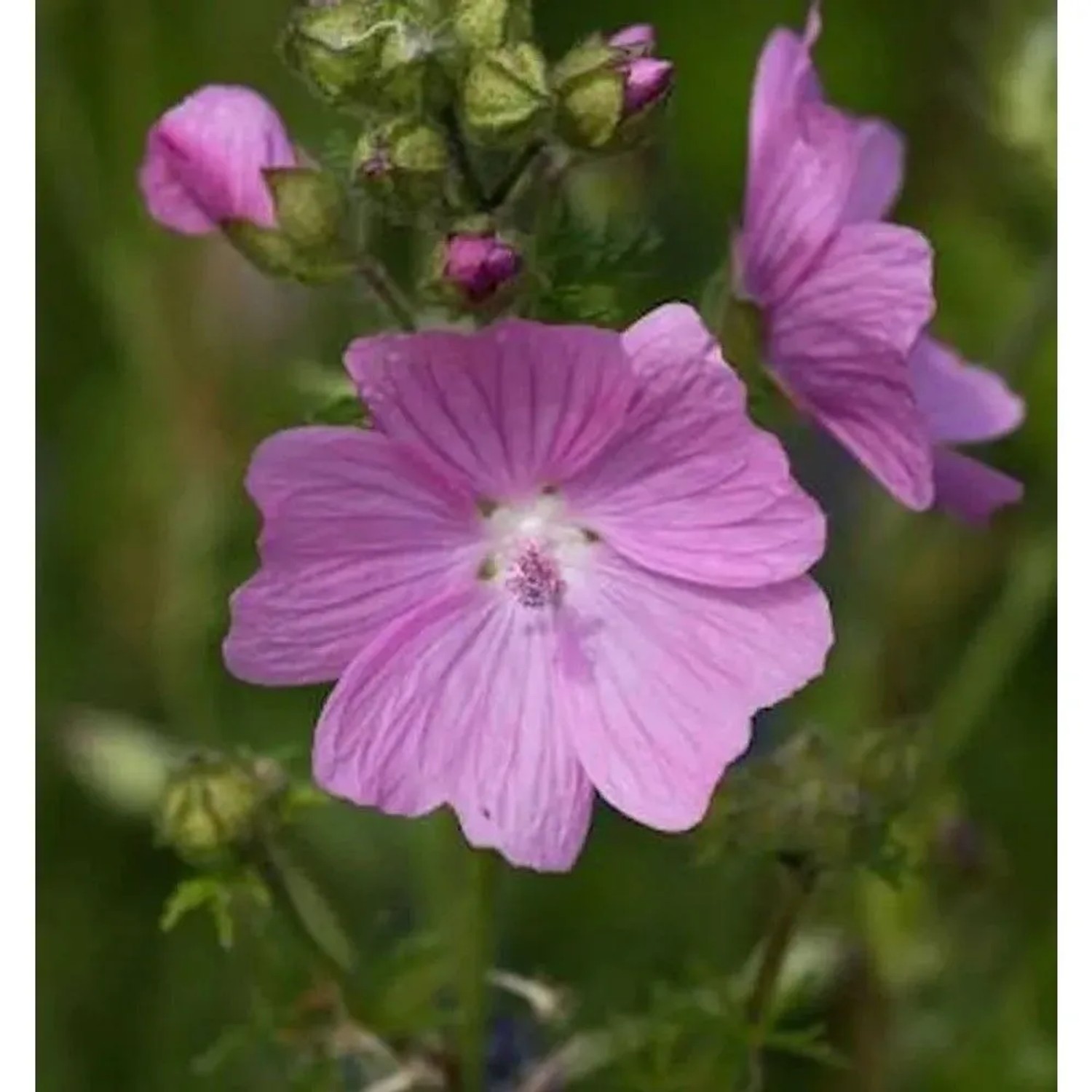 Nahaufnahme einer rosa Moschus Malve Rosea (Malva moschata) Blüte mit feinen Blütenblättern und grünen Knospen.