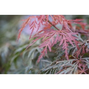 Detailaufnahme: Orange-rote Blätter des Japanischen Ahorns 'Orangeola'.