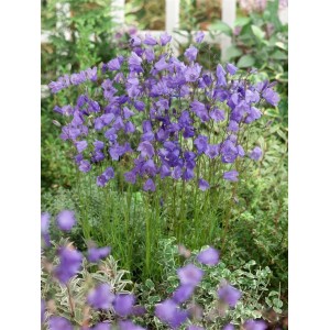 Blühende Rundblättrige Glockenblume (Campanula Rotundifolia) mit blauen Blüten im Garten.