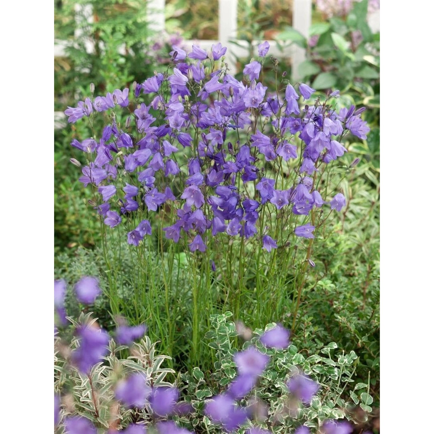 Campanula Rotundifolia Rundblättrige Glockenblume Ca. 9x9 cm Topf günstig online kaufen