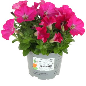Pinkfarbene GROW by OBI Petunie im Topf (Ø 12cm). Blühende Petunia hybrida für Garten und Balkon.
