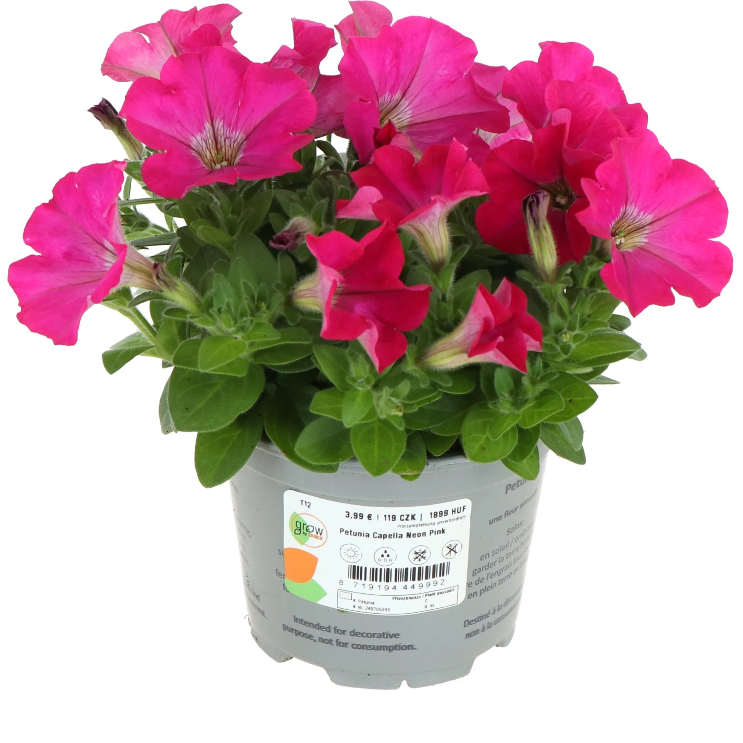 Pinkfarbene GROW by OBI Petunie im Topf (Ø 12cm). Blühende Petunia hybrida für Garten und Balkon.
