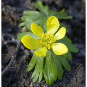 Nahaufnahme: Gelber Winterling (Eranthis hyemalis) Strauch mit grünen Blättern.