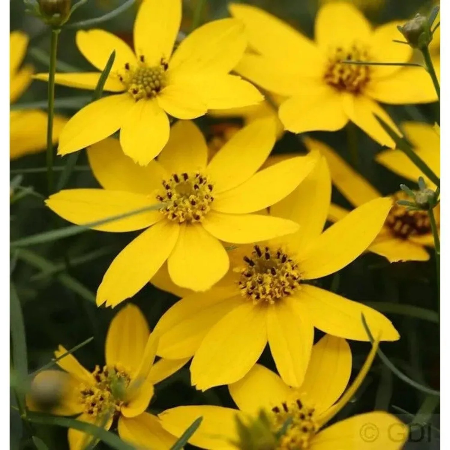 Mädchenauge Zagreb - Coreopsis verticillata