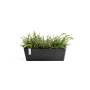 Dunkelgrauer Ecopots Pflanztopf Bruges 55 cm mit Farnen, geeignet für Balkon und Fensterbank.