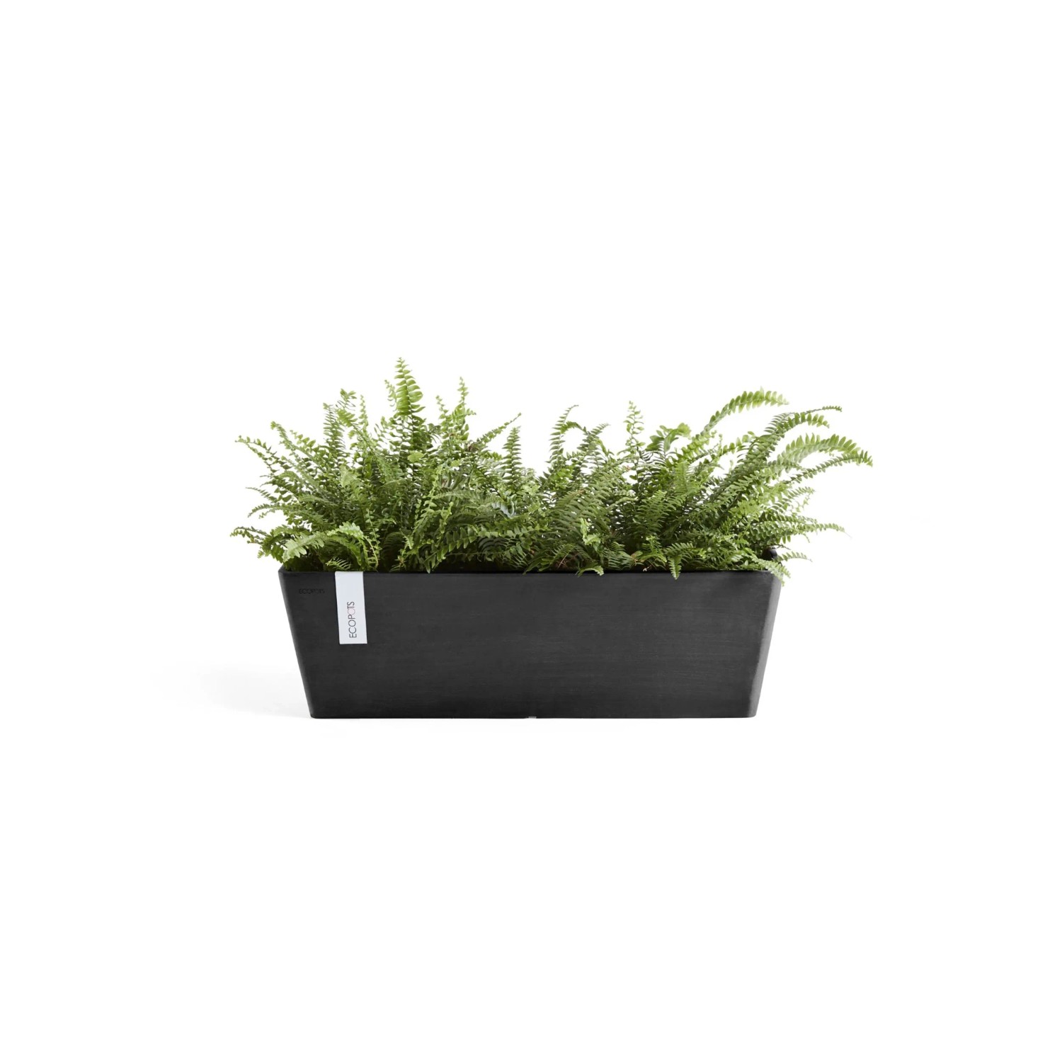Dunkelgrauer Ecopots Pflanztopf Bruges 55 cm mit Farnen, geeignet für Balkon und Fensterbank.