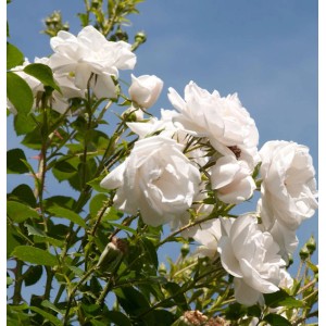 Nahaufnahme der weißen Kletterrose Hella mit grünen Blättern vor blauem Himmel.