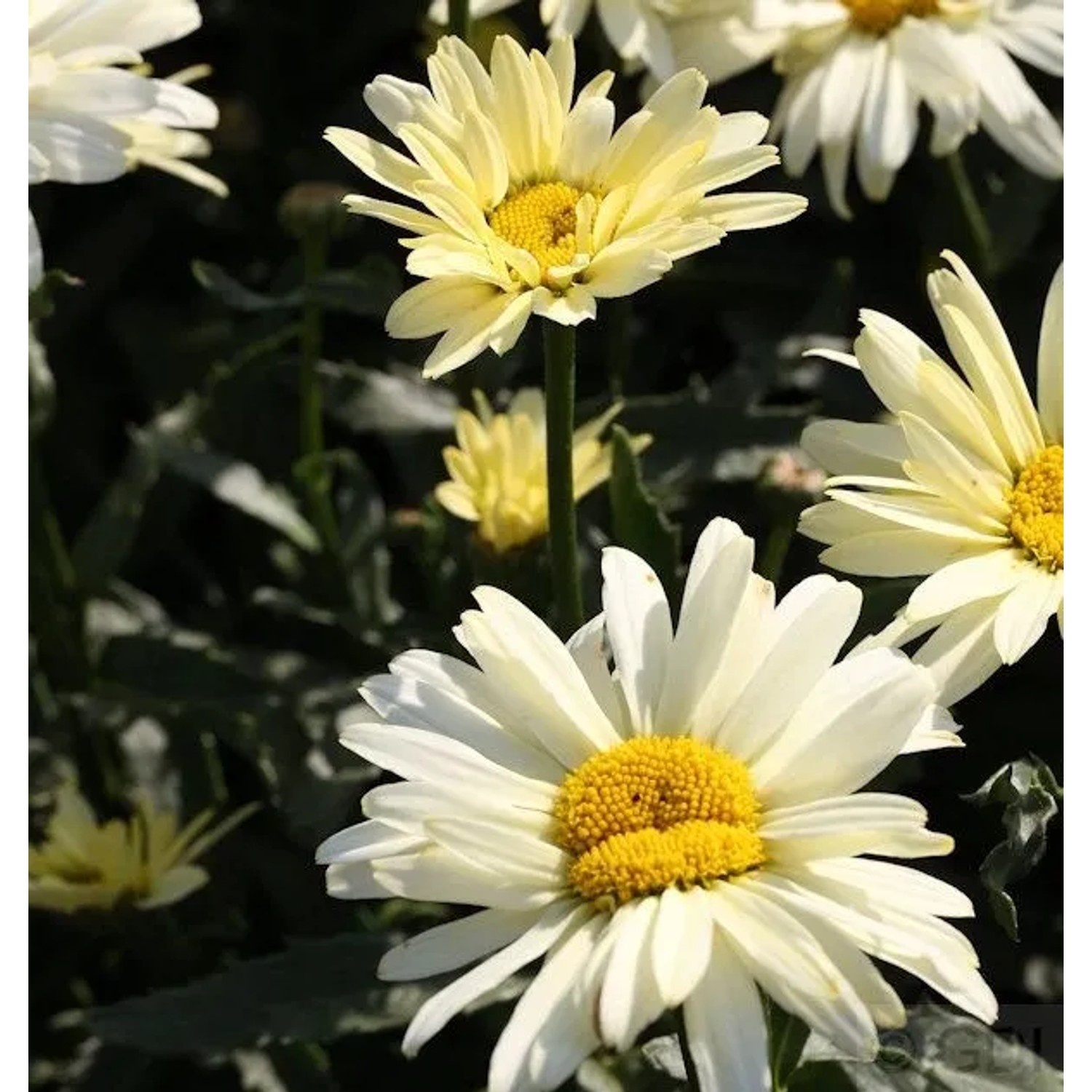 Gartenmargerite Sonnenschein - Leucanthemum superbum