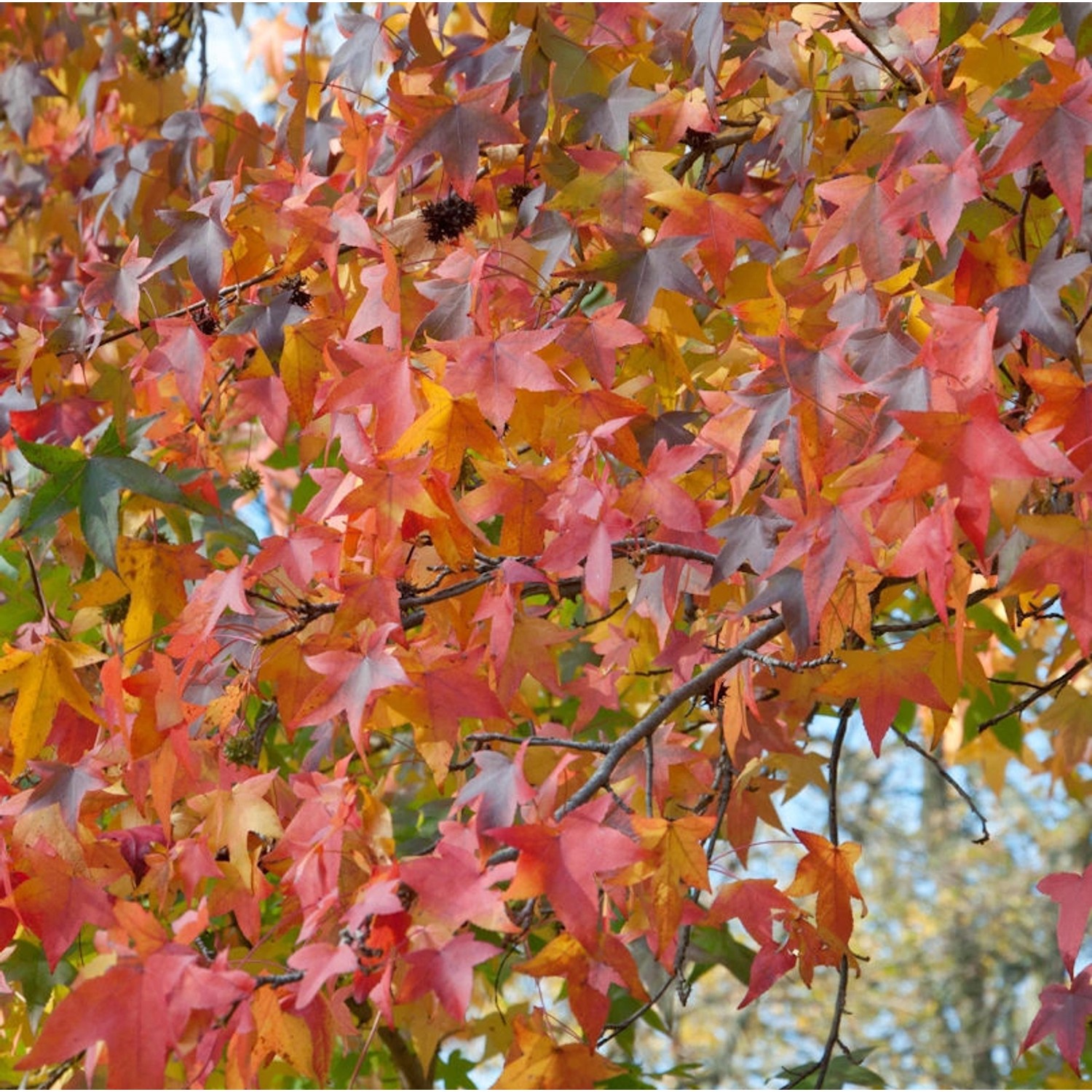 Amerikanischer Amberbaum Autumn Color 125-150cm - Liquidambar styraciflua günstig online kaufen