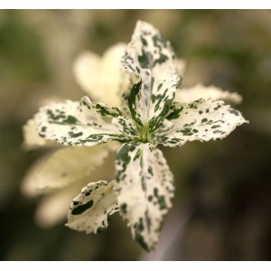 Detailaufnahme der buntlaubigen Kriechspindel Euonymus Harlequin, ideal als Bodendecker.
