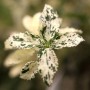 Detailaufnahme der buntlaubigen Kriechspindel Euonymus Harlequin, ideal als Bodendecker.