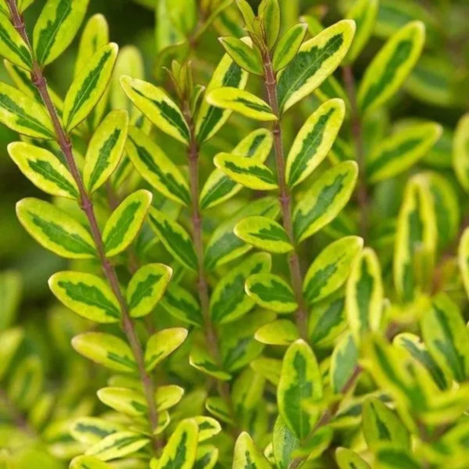 Heckenkirsche 'Lemon Beauty' Lonicera nitida 25 bis 30 cm im Container Dekorativ