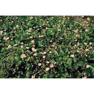 Foto von Exotenherz Bodendecker Walderdbeere (Set, 6 Pflanzen) mit rosa Blüten und grünen Blättern.