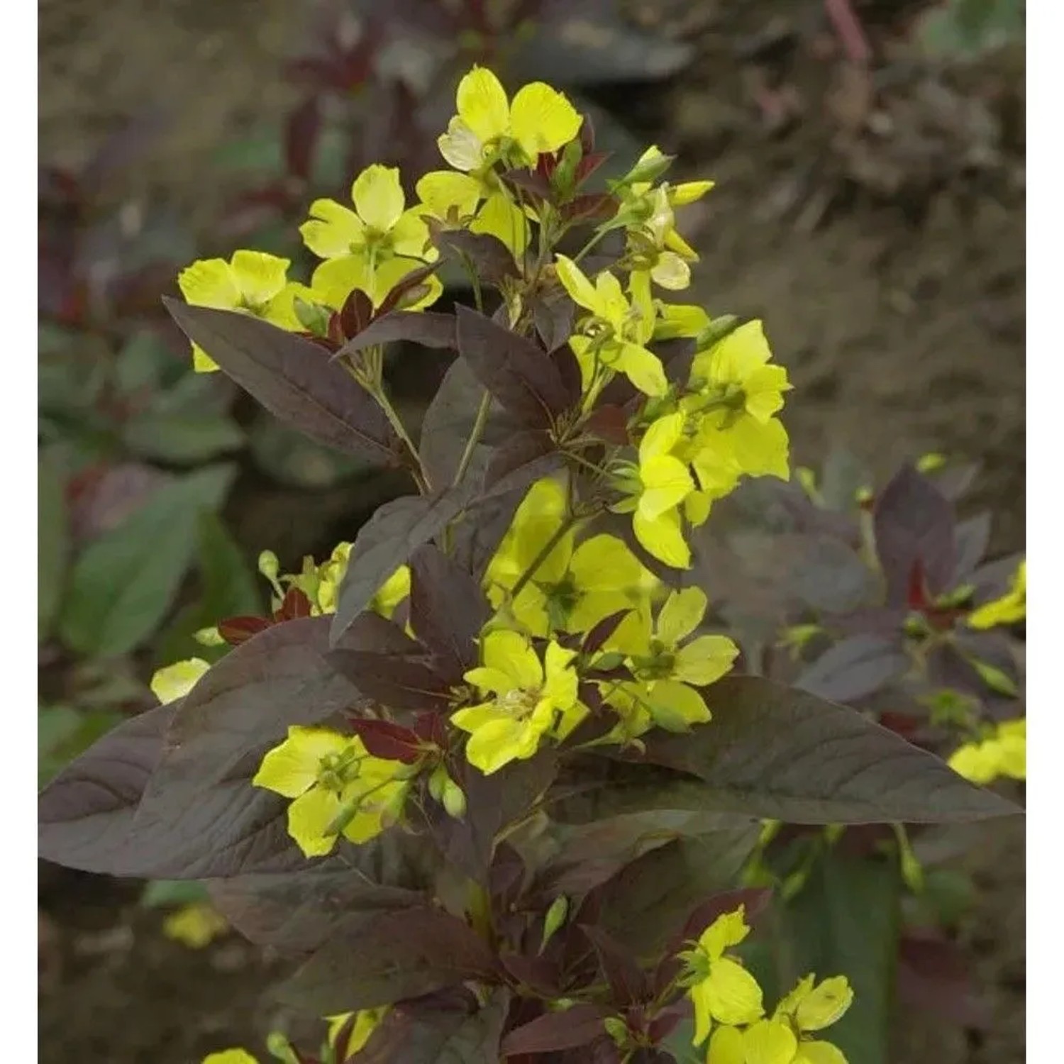 Felberich Firecracker - Lysimachia ciliata