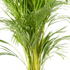Grüne Goldfruchtpalme (Areca) im Topf, ca. 90-100 cm hoch. Zimmerpalme für ein tropisches Ambiente.