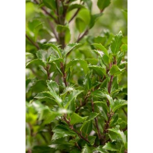 Nahaufnahme der grünen Blätter der Ilex meserveae 'Heckenfee', einer Heckenpflanze.