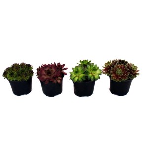 Exotenherz Hauswurz Set mit 4 verschiedenen Sempervivum-Sorten in Töpfen.