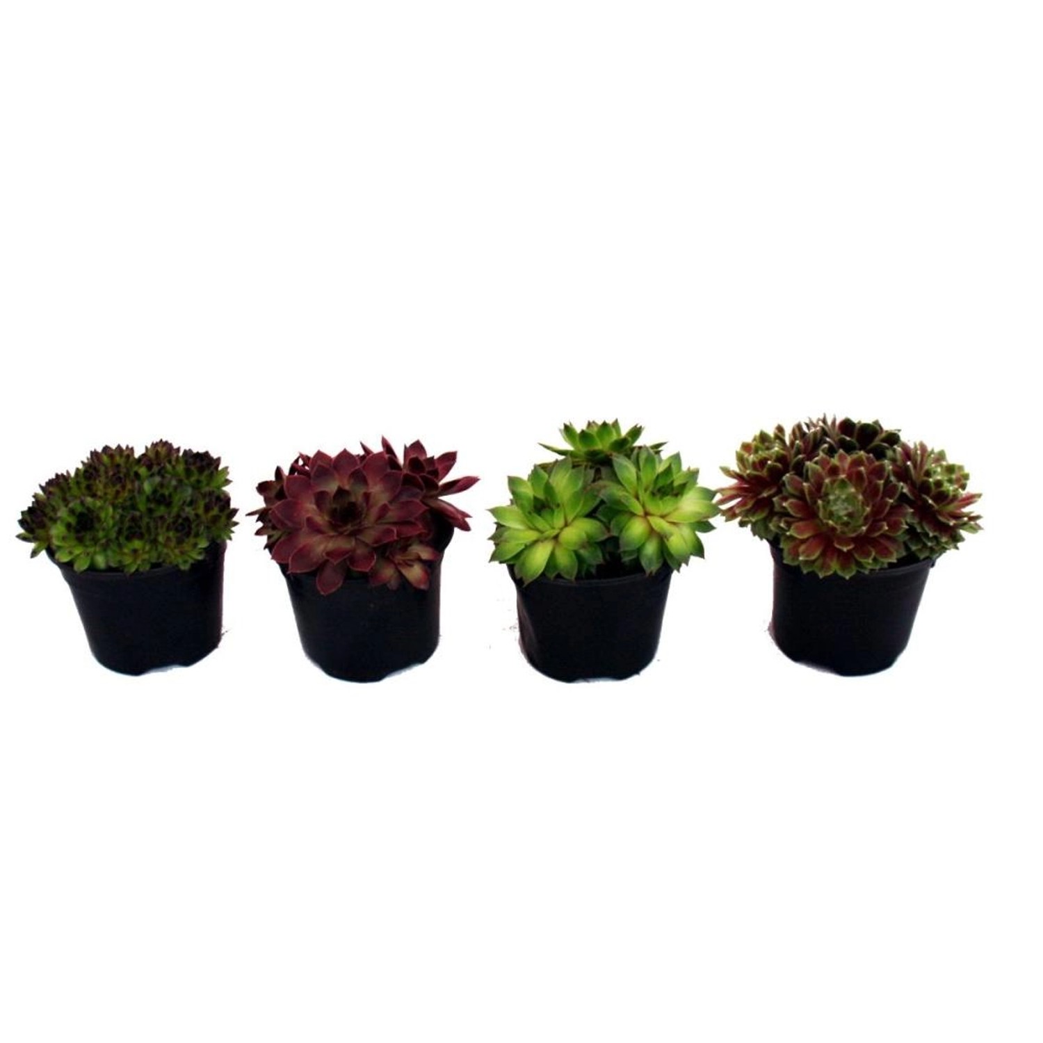 Qualité & Prix Fico di Benjamin Betulla Ficus benjamina | ⌀ 17 cm acquistare da