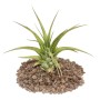 Exotenherz Tillandsia Brachycaulos Multiflora, grüne Blätter auf Lavasteinen.