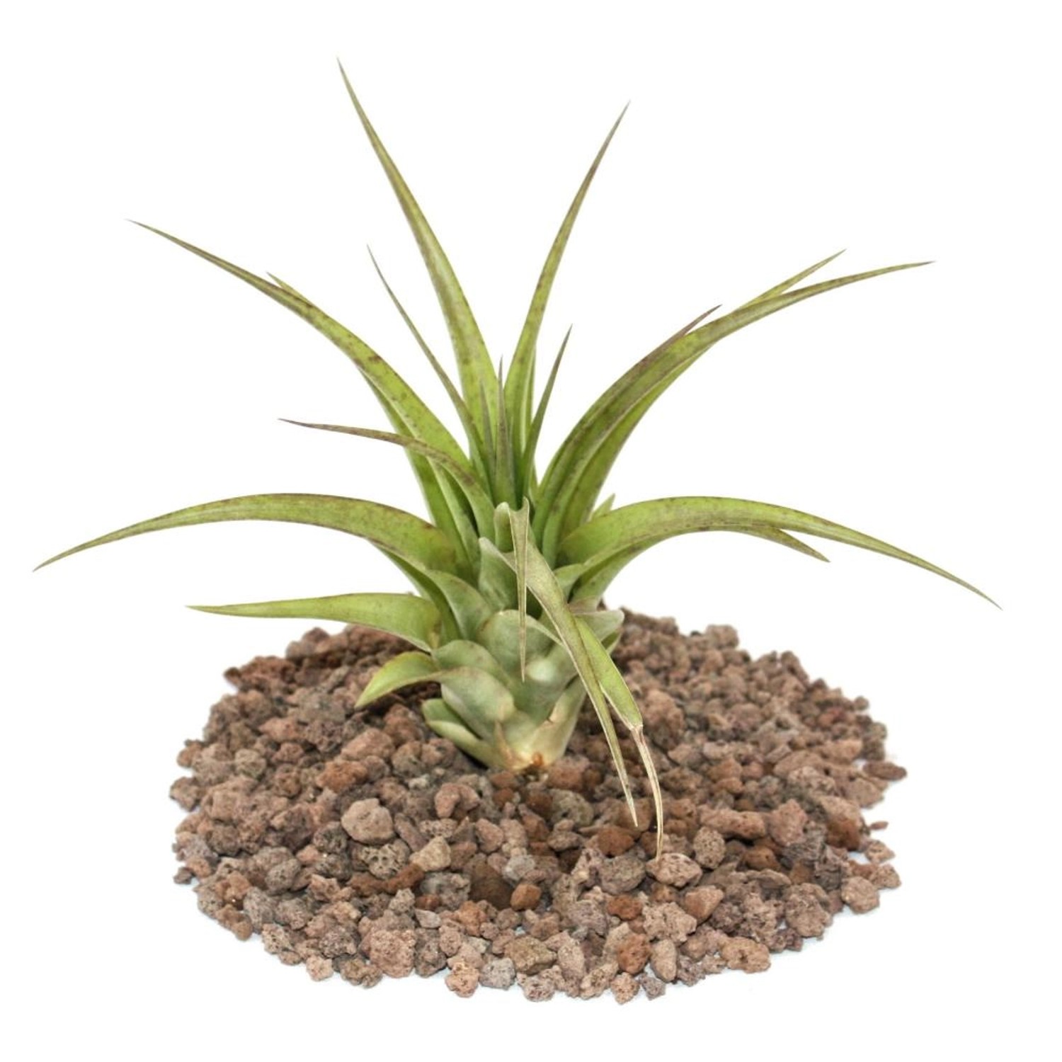 Exotenherz Tillandsia Brachycaulos Multiflora Lose Pflanze Gross