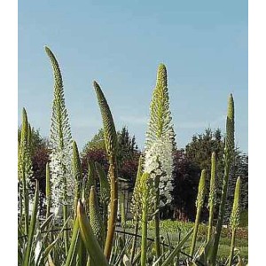 Weiße Steppenlilie (Eremurus himalaicus) im Garten, hohe, weiße Blütenstände vor blauem Himmel.