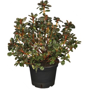 Japanische Azalee (weiß) im 5 l Topf, ca. 30-40 cm hoch. Immergrüner Rhododendron für Garten und Kübel.