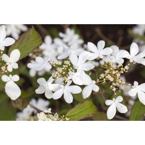 Nahaufnahme: Japanischer Schneeball (Viburnum Plicatum) mit weißen Blüten und grünen Blättern.