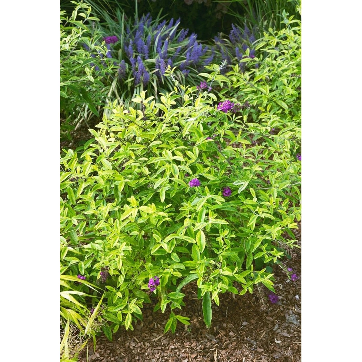 Buddleja Santana Schmetterlingsstrauch 40-60 cm günstig online kaufen