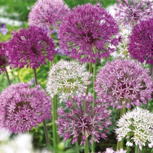 Verschiedenfarbige Allium-Blumenzwiebeln der GROW by OBI Kollektion im Garten.