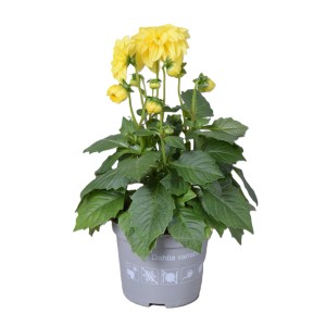 Gelbe Dahlie 'Dahlietta Margaret' im Topf, ca. 25-30 cm hoch. Dekorative Sommerpflanze für Balkon und Garten.