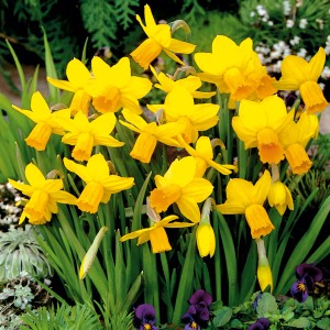 Gelbe Alpenveilchen-Narzisse 'Tete a Tete' im Topf, eine frühlingshafte Dekoration für Garten und Balkon.