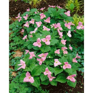 Trillium Erectum Staude mit rosa Blüten und grünen Blättern im 9x9 cm Topf.