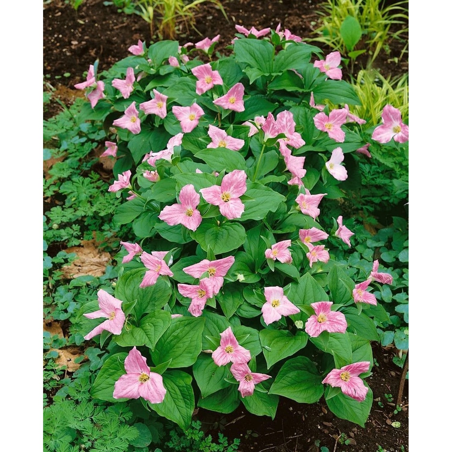 Trillium Erectum Ca. 9x9 cm Topf günstig online kaufen