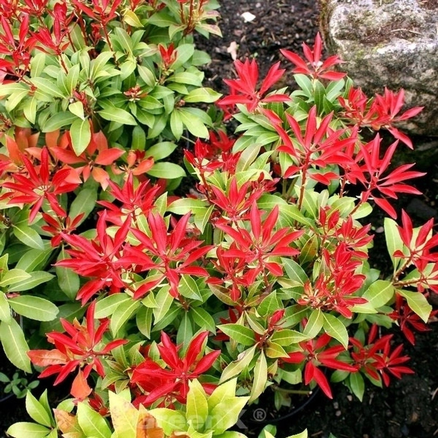 Schattenglöckchen Lavendelheide Rotkäppchen 60-80cm - Pieris japonica günstig online kaufen