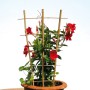 Floraworld Pflanzengitter Classic 110 cm aus Bambus mit roter Kletterpflanze im Topf.