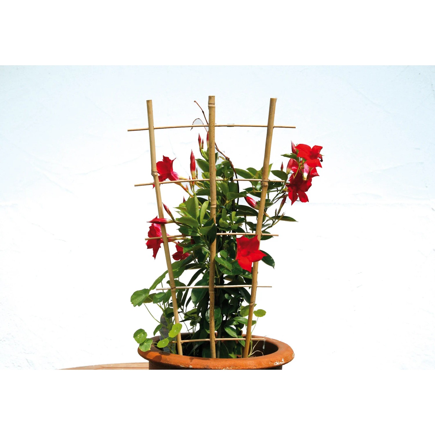 Floraworld Pflanzengitter Classic 110 cm aus Bambus mit roter Kletterpflanze im Topf.