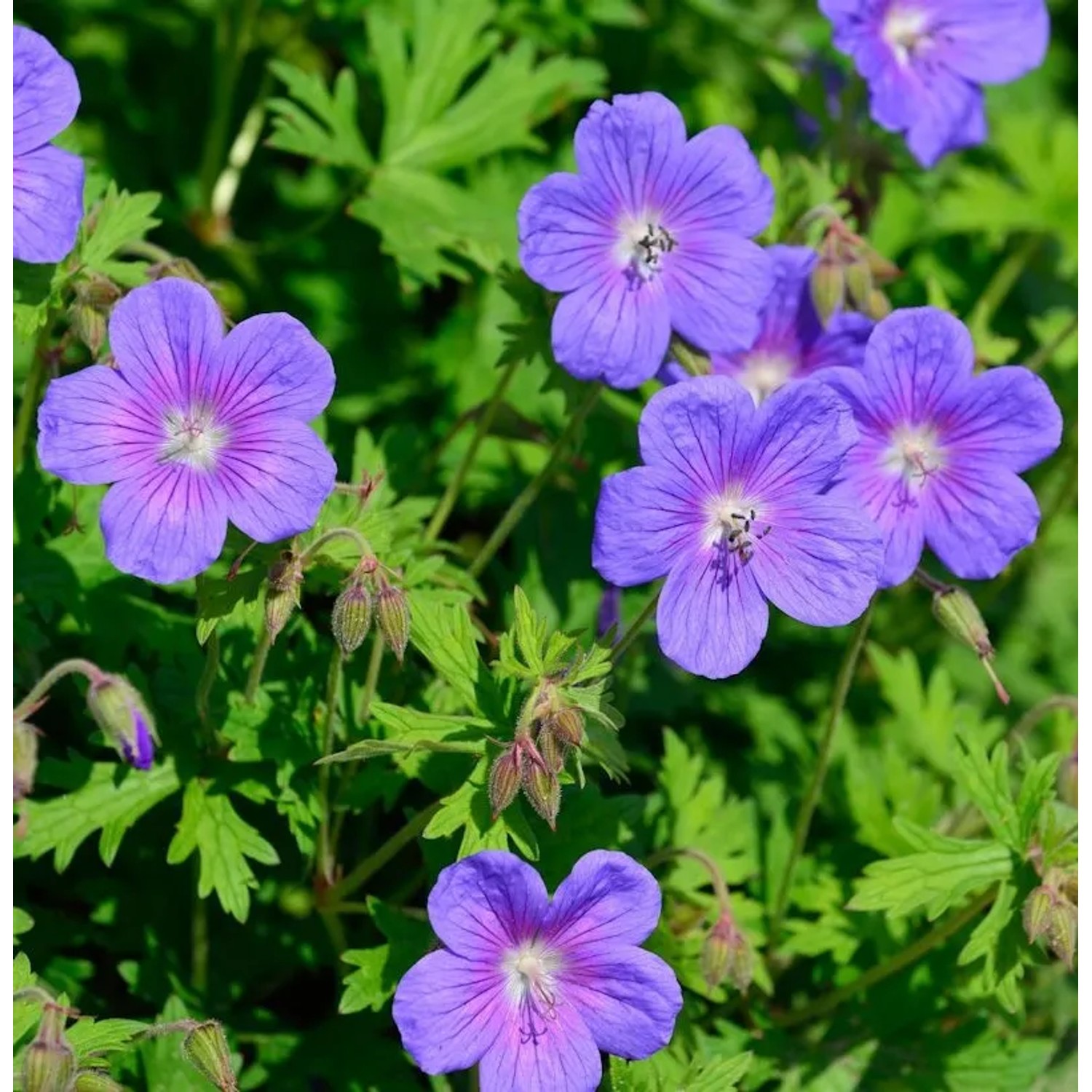 Himalayastorchschnabel Gravetye - Geranium himalayense